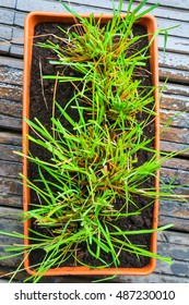 Lemongrass Growing In Flowerpot Viewed From Above 