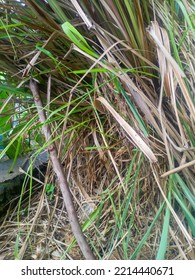 Lemongrass Growing Next To The House