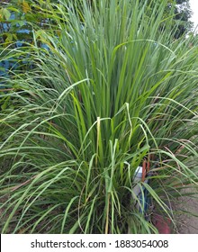 Lemongrass Growing Well In Fertile Land In Rainy Season