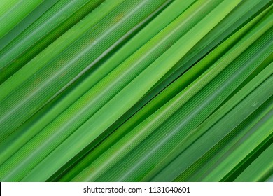 Lemongrass leaves background