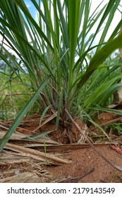 Lemongrass On The Ground Growing.