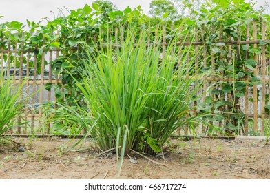  lemongrass plant