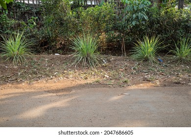 Lemongrass Plant By The Roadside