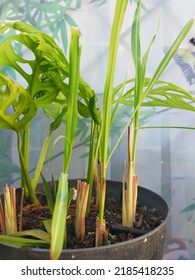 A lemongrass plant (front) and a swiss cheese plant (back) planted on soil in a black pot.