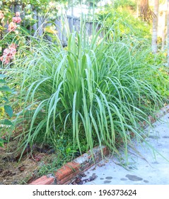 Lemongrass Plant - Herb And Vegetable In Garden