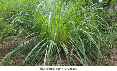 The lemongrass plant itself can be cooked.