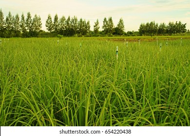 Lemongrass Plant In Production Field