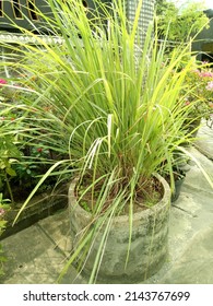Lemongrass plants are planted in large cement pots, this plant is widely used as a spice in cooking or herbal drinks in Indonesia