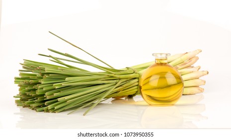 Lemongrass, plants, vegetables and herbs of Thailand have medicinal properties (fresh and infusion for oil or essential oil)