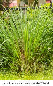 Lemongrass Tree