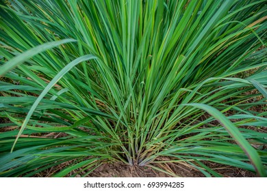 Lemongrass tree and leaves in organic garden from top view