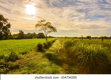 Lemongrass Tree In Two Rows In The Field.