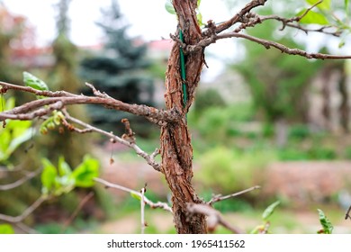 Intertwined Plants Stock Photos Images Photography Shutterstock