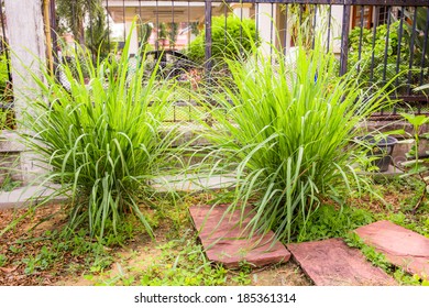 Lemongrass Vegetable In Small Garden