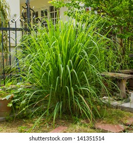 Lemongrass Vegetable In Small Yard 