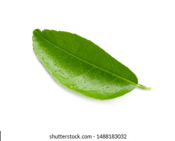 Lemon,lime leaf water drop on white background