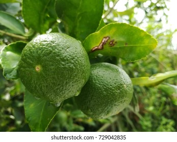 Lemons