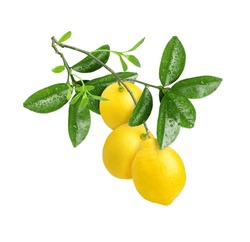 Lemons With Green Leaves Hang On Tree Branch Isolated On White Background. 