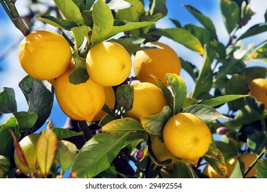 Lemons In A Grove In Corona California.