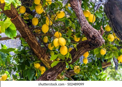 Lemons Hanging On Lemon Tree, In A Garden, At The Amalfi Coast Italy