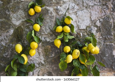 Lemons hanging on a wall, Ravello, Amalfi Coast, Salerno, Campania, Italy