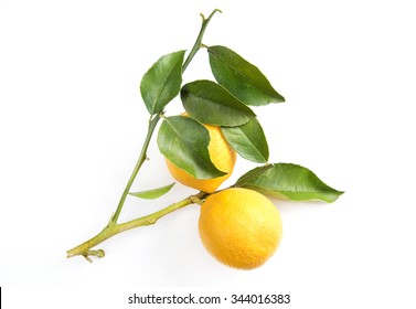 78,953 Lemons on branch Stock Photos, Images & Photography | Shutterstock