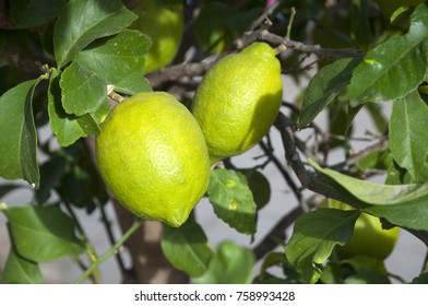 Lemons on a lemon tree
