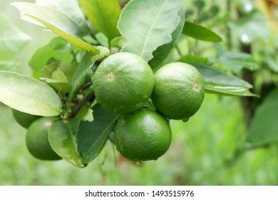 Lemons tree in nature background.