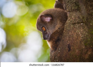 Lemur