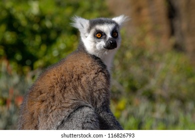 Lemur