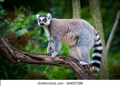 Lemur