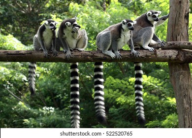 Lemur