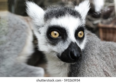 Lemur