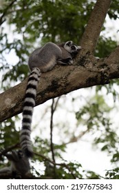 Lemur Against A Green Background. Portrait Of A Ring-tailed Lemur. Lemuriformes.