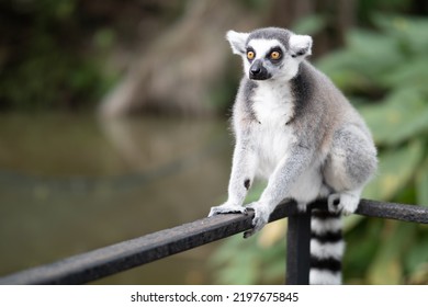 Lemur Against A Green Background. Portrait Of A Ring-tailed Lemur. Lemuriformes.