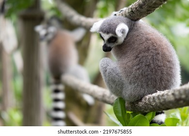 Lemur Against A Green Background. Portrait Of A Ring-tailed Lemur. Lemuriformes.