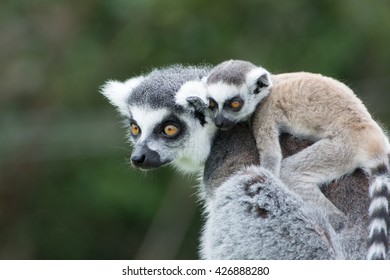 Lemur & Baby