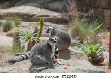 Lemur bachelors hit Sydney's Taronga Zoo, sydney, Australia.