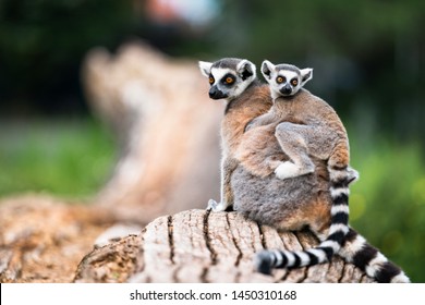 Lemur catta bebé en la espalda de la madre/Lemur catta bebé y madre/Lemur Catta.