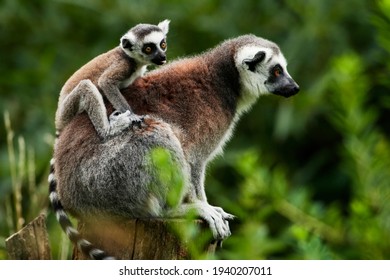 Mother And Baby Lemur Imagenes Fotos De Stock Y Vectores Shutterstock