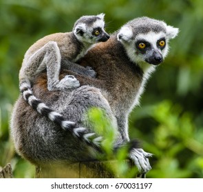 Lemur catta baby on the mother's back/Lemur catta baby and mother/Lemur Catta - Powered by Shutterstock