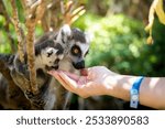 Lemur catta Nosy Be Madagascar