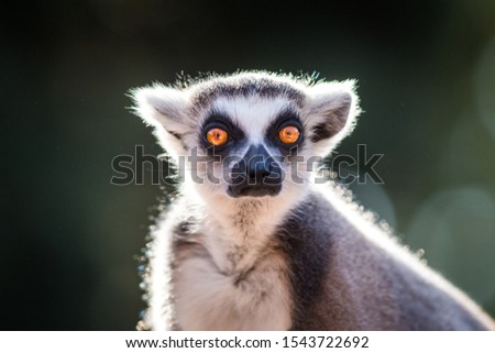 Similar – Image, Stock Photo Katta Animal Wild animal