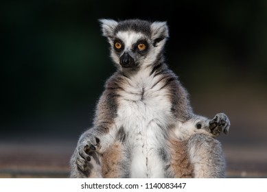 Lemur catta. Ring-tailed Lemur