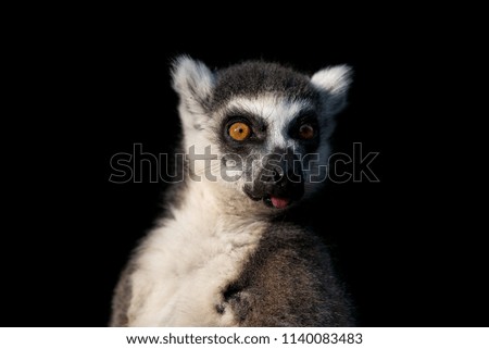 Similar – Image, Stock Photo Katta Animal Wild animal