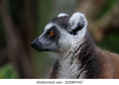 Lemur Closeup Picture Of Face