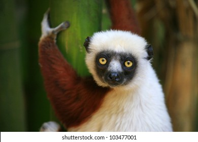 Lemur - Coquerel's Sifaka - Madagascar