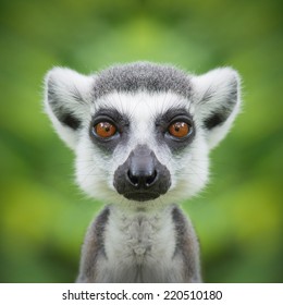 Lemur Face Close Up