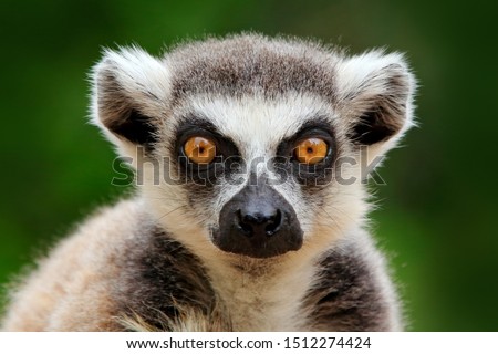 Lemur face, close-up portrait of Madagascar monkey.  Ring-tailed Lemur, Lemur catta, with green clear background. Animal from Madagascar, Africa, orange eyes.