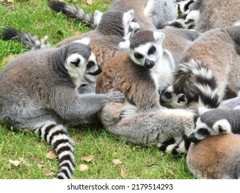 Lemur Group Resting On The Grass